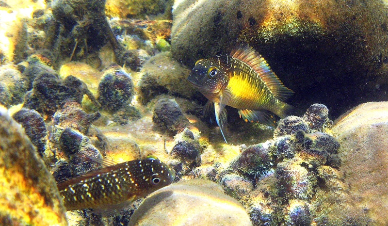 Tropheus moorii 'Mpulungu'